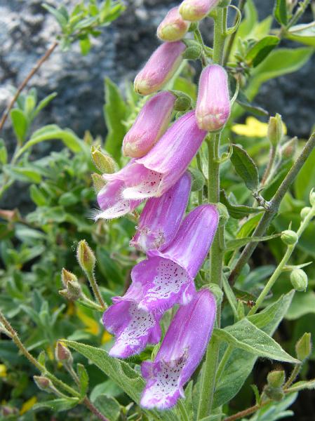 Digitalis purpurea2.JPG